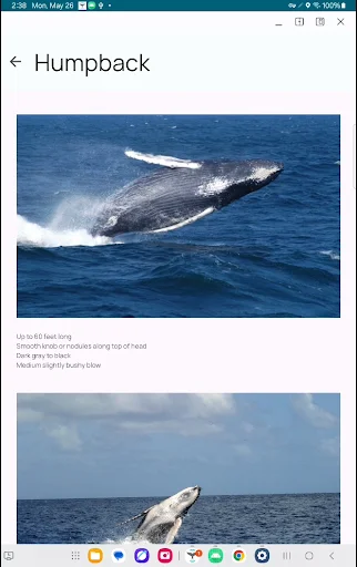 Download Whale Alert Terbaru – Pantau Paus & Cegah Tabrakan Kapal - Screenshot 14