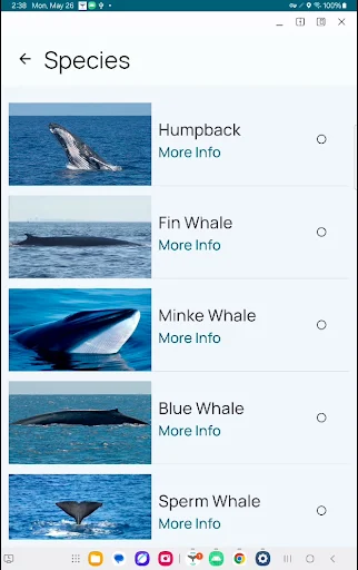Download Whale Alert Terbaru – Pantau Paus & Cegah Tabrakan Kapal - Screenshot 13