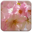 Download Tema Japanese Cherry Blossom Terbaru – Gratis