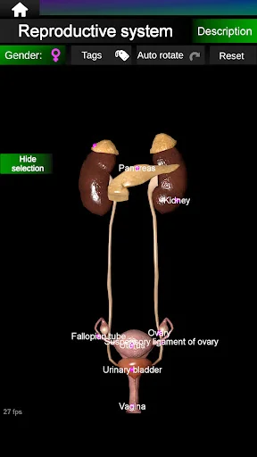 Download Internal Organs in 3D Anatomy Terbaru – Belajar Anatomi - Screenshot 23