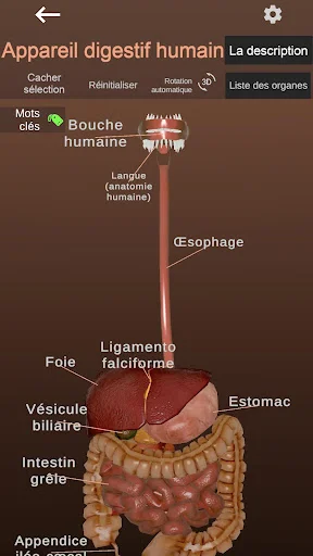 Download Internal Organs in 3D Anatomy Terbaru – Belajar Anatomi - Screenshot 2