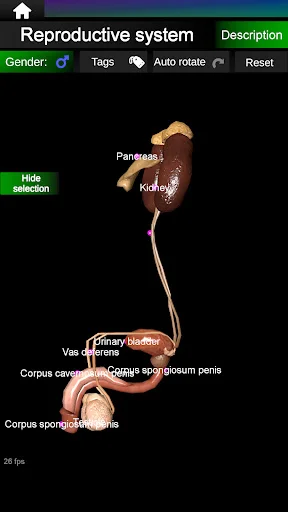 Download Internal Organs in 3D Anatomy Terbaru – Belajar Anatomi - Screenshot 22
