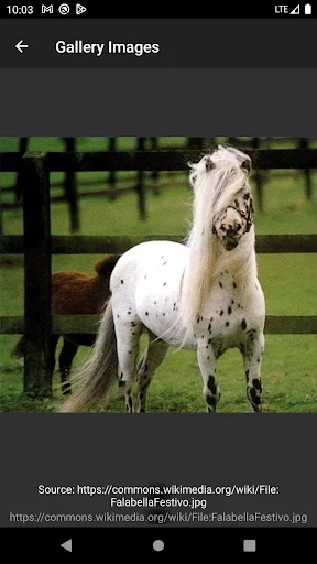 Download Horse breeds – Photos Terbaru – Panduan Kuda Lengkap - Screenshot 7