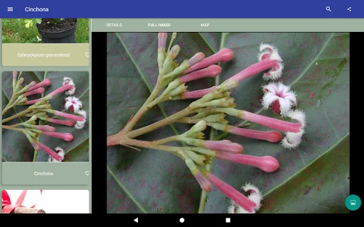 Download Herbal Remedies Terbaru – Panduan Tanaman Obat Gratis - Screenshot 7