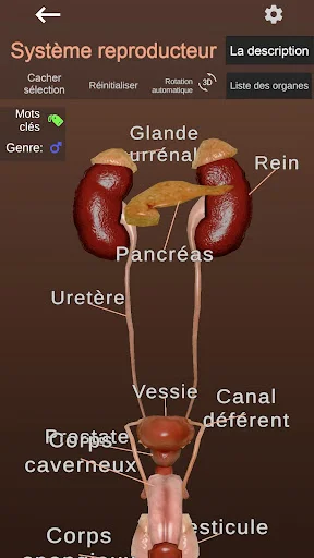 Download Internal Organs in 3D Anatomy Terbaru – Belajar Anatomi - Screenshot 7