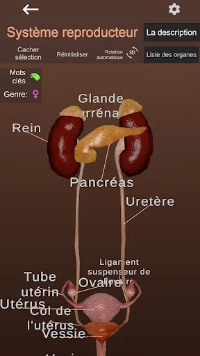 Download Internal Organs in 3D Anatomy Terbaru – Belajar Anatomi - Screenshot 6